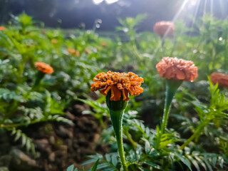 Tagetes is a genus of annual or perennial, mostly herbaceous plants in the sunflower family (Asteraceae). It was described as a genus by Carl Linnaeus in 1753.