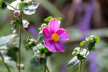 ピンク色のシュウメイギク