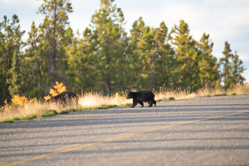 Fototapeta na wymiar Baby black bear cub crossing the road in September. Taken at sunset in Yukon Territory, northern Canada. 