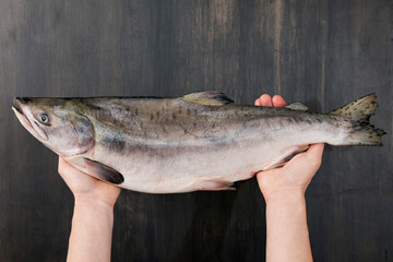 Raw fresh salmon fish is in hands of chef cook. Healthy and healthy food concept.