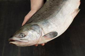 Raw fresh salmon fish in hands of chef cook. Healthy food concept.