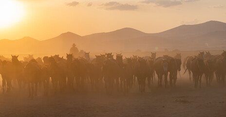 Fototapeta na wymiar Wild horses run in foggy at sunset