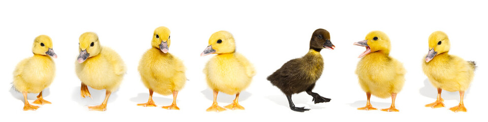 NewBorn little Cute yellow duckling isolated on white.