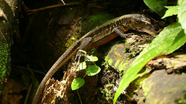 Green lizard sits on a tree and then runs away. Costa Rica Rain Forest