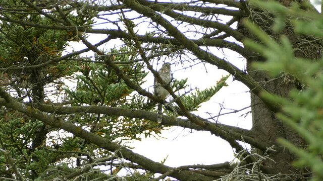 Falcon Bird Perched In The Trees Of A Provincial Park In Canada