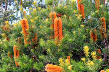 Heath-leaved Banksia - Banksia ericifolia