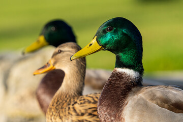 Mallard Anas platyrhynchos Costa Ballena Cadiz