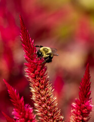 bumblebee on a red flower