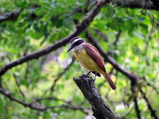 great kiskadee keeping a tight watch on her territory from intruders