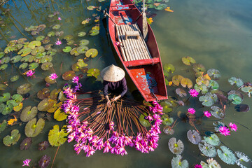 Yen river with rowing boat harvesting waterlily in Ninh Binh, Vietnam - obrazy, fototapety, plakaty