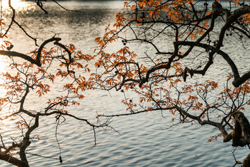 Young red Buds on the branches at the lake