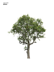 Tree isolated on white background. Park and outdoor object idea use for landscape design, architectural decorative. Vector.
