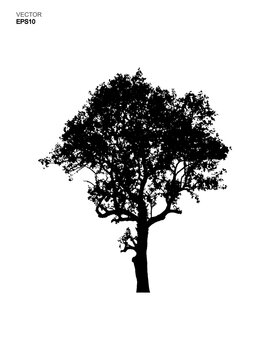 Silhouette tree isolated on white background. Park and outdoor object idea use for landscape design, architectural decorative. Vector.