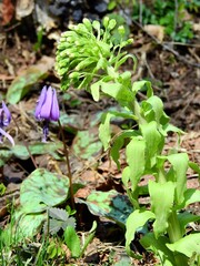 長野県･山野草･カタクリとフキノトウ