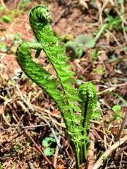 長野県･山野草･こごみ