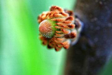 Obraz premium Banksia robur early flower bud