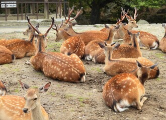 奈良県･東大寺･シカ