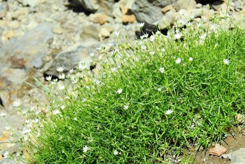 南アルプス･高山植物･イワツメクサ