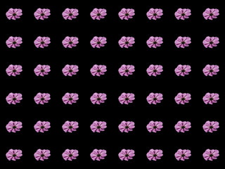 Fototapeta na wymiar Seamless pattern of pink cosmos flower isolated on black background with clipping path,designs for wallpaper ,card, backdrop or advertisement cutout.