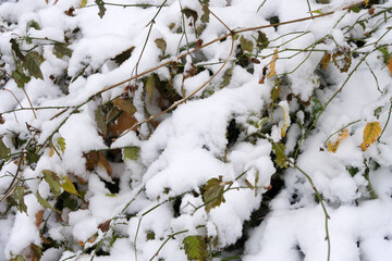 White snowflakes piled on the messy branches