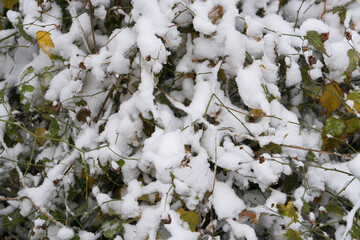 White snowflakes piled on the messy branches