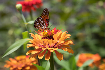Gulf Fritillary Butterfly Side View on Orange Zinnia on Sunny Day