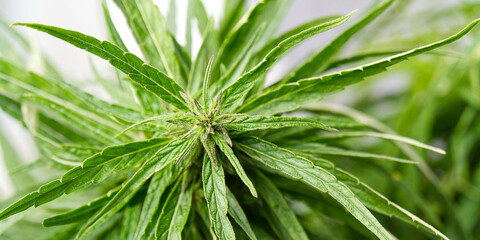 Fresh marijuana plant close-up. Cannabis green ripe Plant.
