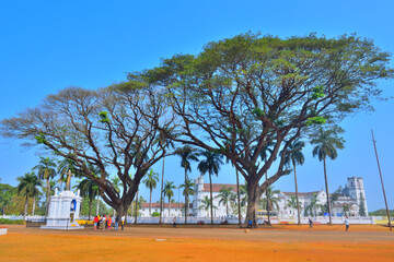 Fototapeta premium Huge trees at Basilica of Bom Jesus in Velha, Goa.
