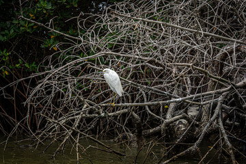 snowy egret perched on a branch