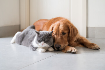 British Shorthair and Golden Retriever