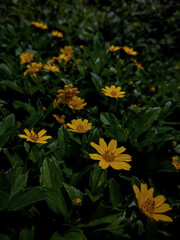 yellow flowers 
With green leafs