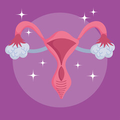 female human reproductive system, medical scheme organ