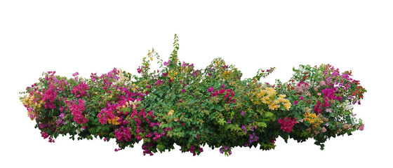 Bouquet  fresh bush  blooming bougainvillea on isolated white background with copy space and...