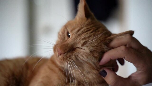 ginger cat getting a good loving scratch on the left side of his face  from his human mother
