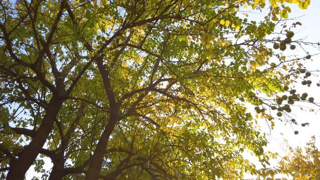 Crowns of trees with green and yellow leaves and Maclura pomifera - Osage orange. Sunlight between trees. Tilt down. Autumn in park around the nature. 
