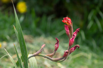 Flores rojas  marchitas con fondo verde