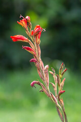 Flores rojas  marchitas con fondo verde