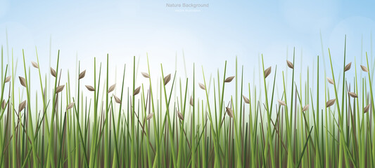 Outdoor background of green field with blue sky and soft light background. Vector.
