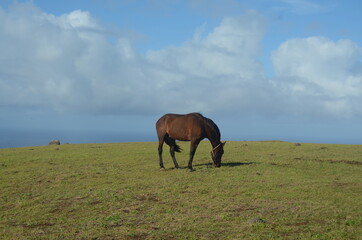 Horse grazing with ocean view in a cloudy day - Easter Island