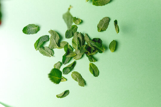 Mint Leaves Falling To The Trendy Solid Green Backdrop, Ecology And Messthetics Concept, Moody Uneven Light