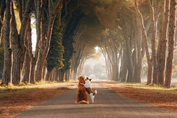 two dogs on a beautiful path among the autumn trees. Nova Scotia Duck Tolling Retriever and jack...
