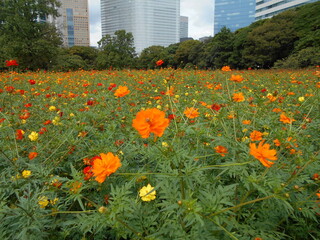 満開の花畑（東京）
