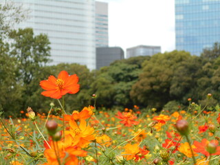 満開の花畑（東京）
