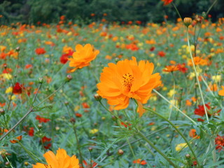 満開の花畑（東京）
