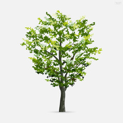 Tree isolated on white background. Use for landscape design, architectural decorative. Park and outdoor object idea. Vector.