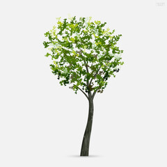 Tree isolated on white background. Use for landscape design, architectural decorative. Park and outdoor object idea. Vector.