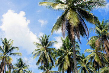 Fototapeta na wymiar Coconut farm in the Philippines. Palawan Island.