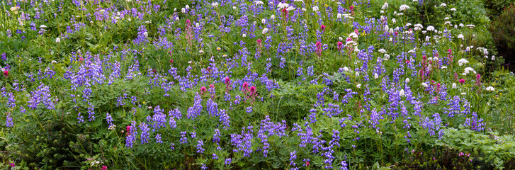 Closeup of wildflower meadow with lupin, paintbrush, and other flowers as a nature background
