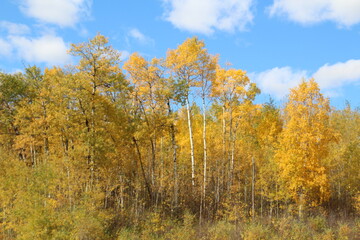 Fototapeta premium Trees Of Autumn, Elk Island National Park, Alberta