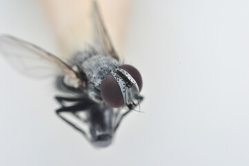 Flies land on the tip of the pencil